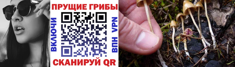 Галлюциногенные грибы прущие грибы  Приволжск 